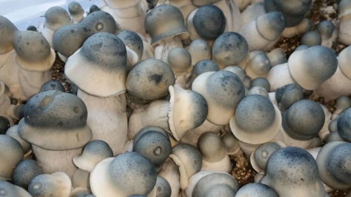 Grupa grzybów Albino Penis Envy o charakterystycznym albinotycznym zabarwieniu z lekko niebieskawymi kapeluszami w warunkach uprawy