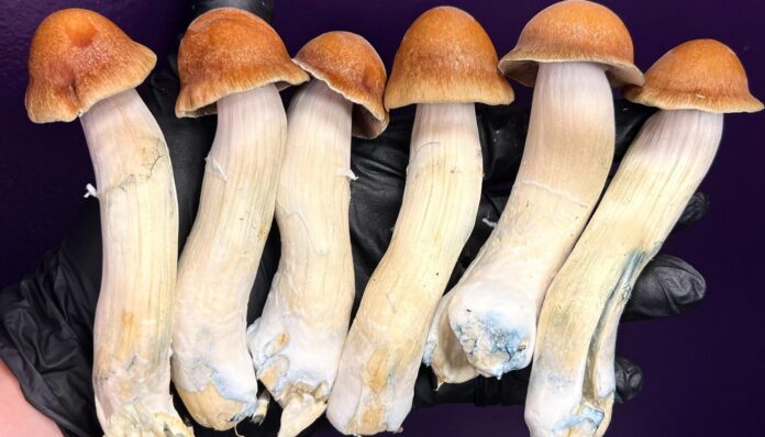 Grzyby psylocybinowe Tidal Wave o charakterystycznych brązowych kapeluszach i masywnych trzonach, trzymane w rękawiczkach na ciemnym tle – przykład jednej z najpotężniejszych odmian psylocybinowych