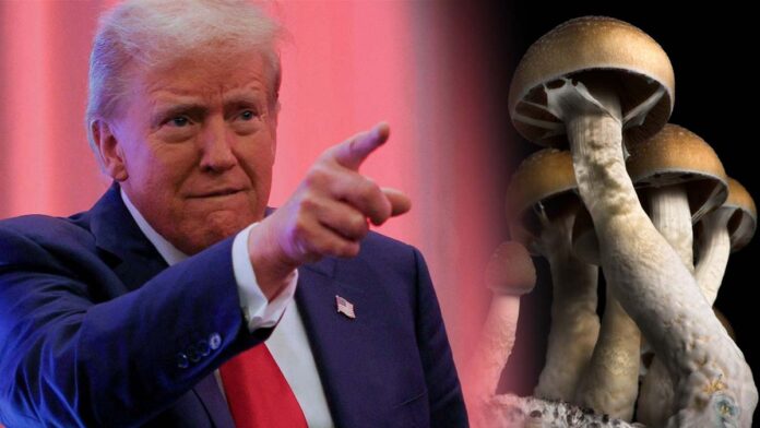 Donald Trump wskazujący palcem, a obok niego grafika przedstawiająca psychodeliczne grzyby psylocybinowe. Obraz symbolizuje potencjalne zmiany w polityce dotyczącej terapii psychodelicznej w USA.