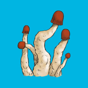 Grzyby psylocybinowe MVP z growkitu full auto z białymi nóżkami i czerwonymi kapeluszami