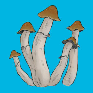 Growkit grzybów psylocybinowych Tidal Wave 4