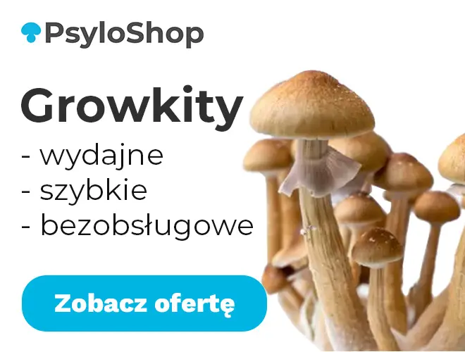 baner sklepu PsyloShop.pl, który sprzedaje growkity grzybów psylocybinowych. Na obrazku widać logo PsyloShop, napis BEZOBSŁUGOWE GROWKITY GRZYBÓW PSYLOCYBINOWYCH oraz ilustrację przedstawiającą grzyby psylocybinowe