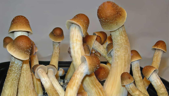 Dojrzałe grzyby psylocybinowe odmiany Penis Envy rosnące w pojemniku.