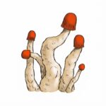 Grzyby psylocybinowe MVP z growkitu full auto od Shrooms.pl
