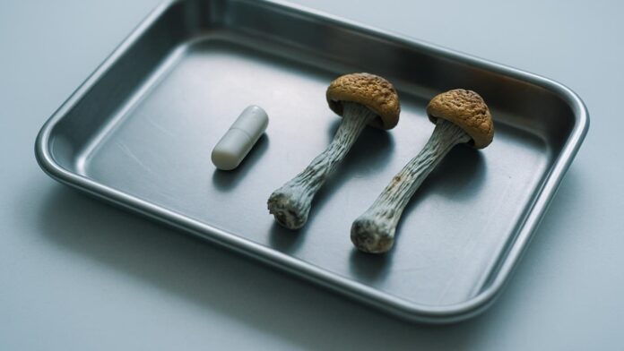 Suszone grzyby i biała kapsułka na metalowej tacce klinicznej. Ilustracja do artykułu „Psylocybina w depresji lekoopornej. Pierwsze brytyjskie badanie za publiczne pieniądze”.